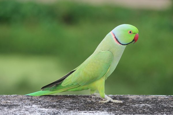 How can I create a balanced schedule of play, training, and rest for my dog?