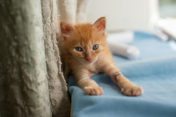 What are the benefits of adopting a senior pet compared to a puppy?