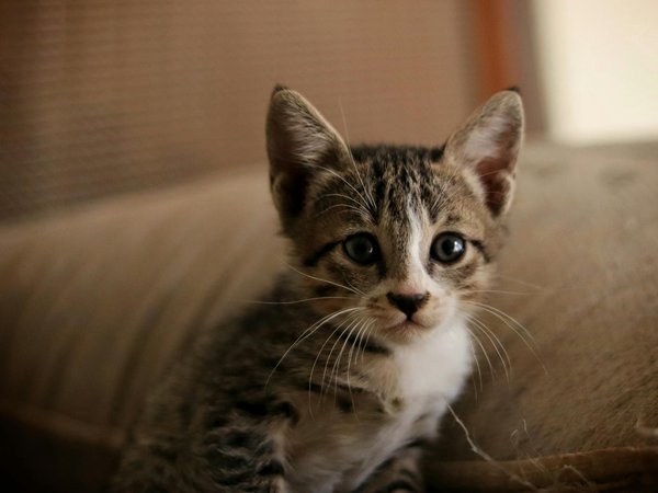 How can you make a DIY puzzle feeder for your pet bird?